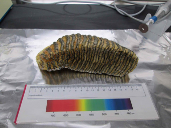 (5) Our first samples weren't human - mammoth teeth found by near New Bedford fishermen following Hurricane Sandy
